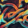Ebola – kwestia zdrowia i…praw obywatelskich