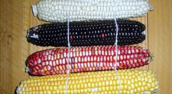 GMO: między sensem a nonsensem
