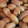 ETS o ziemniakach Amflora i trybie wydawania zezwoleń dopuszczających GMO